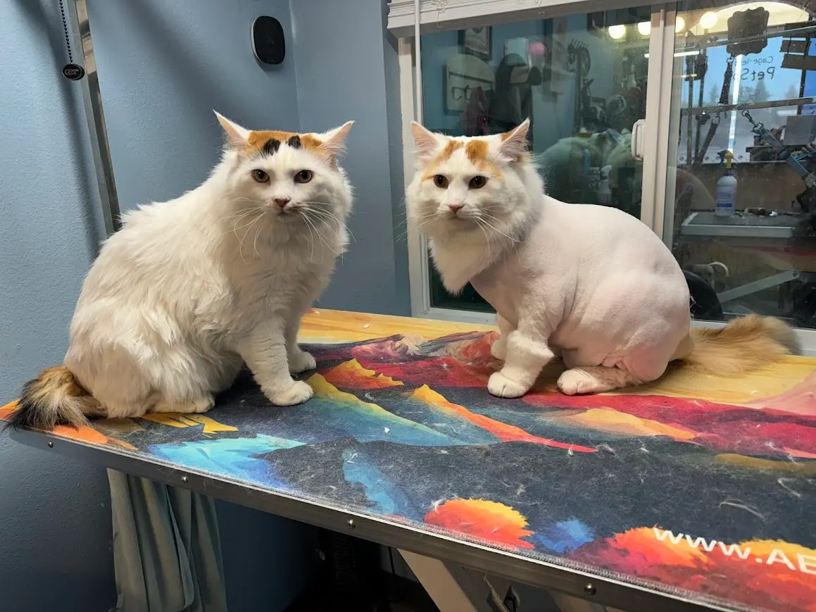Two Cats after Grooming in Ahwatukee AZ - Paws With Claws Pet Spa & Resort