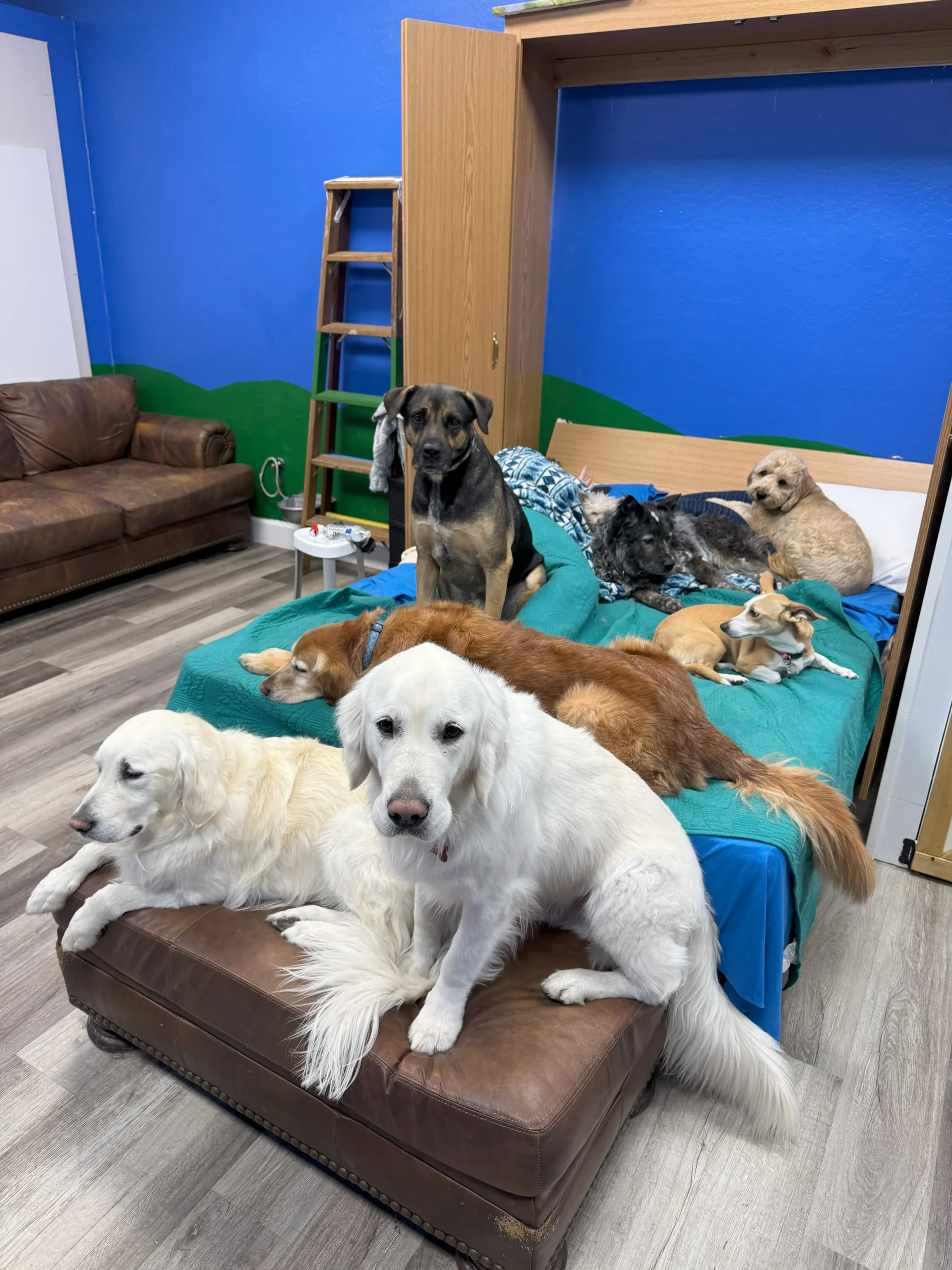 Dogs on Large Bed - Phoenix, AZ - Paws with Claws Pet Spa & Resort