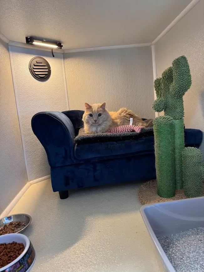 Kitty Loft Cabin in Ahwatukee AZ - Paws With Claws Pet Spa & Resort