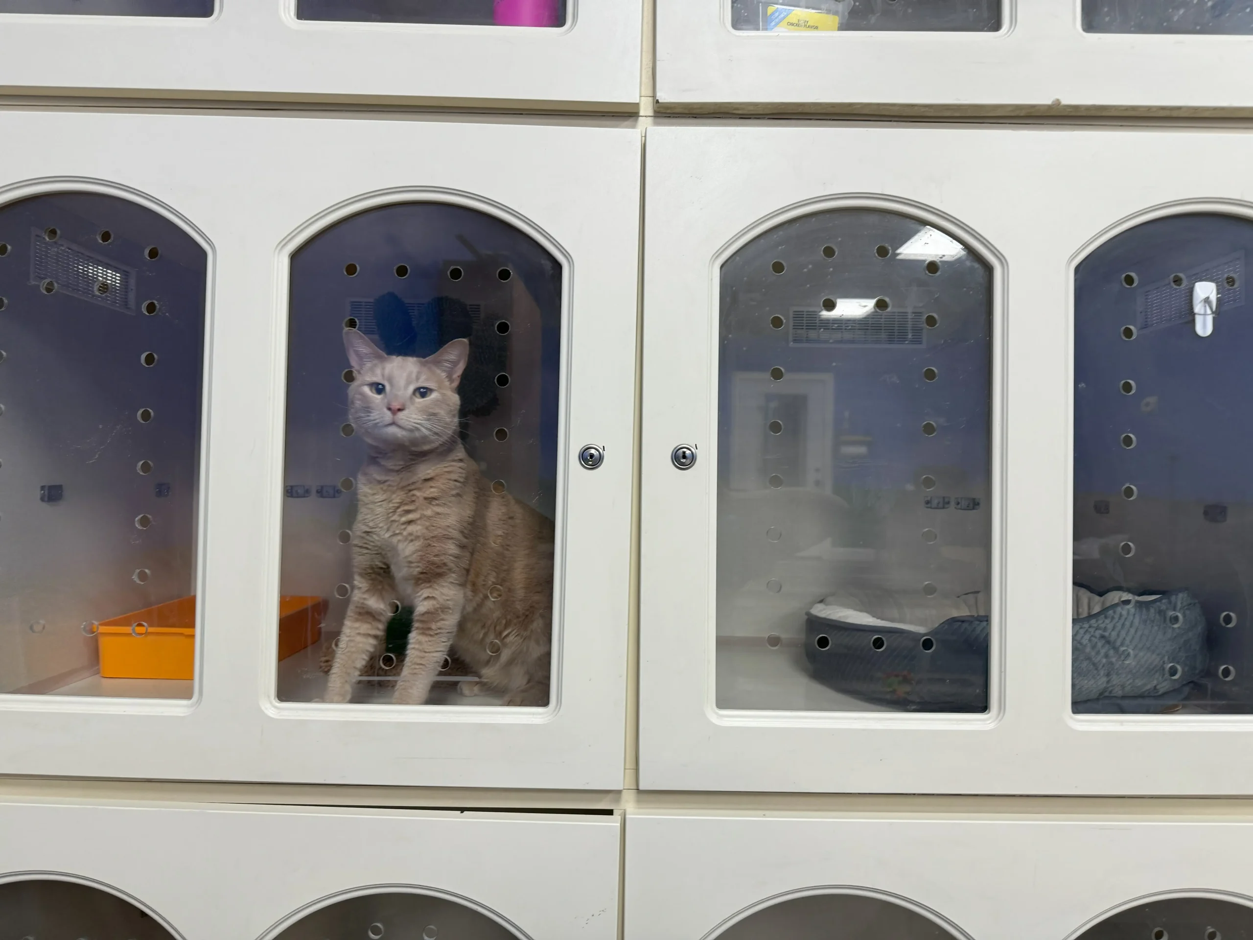 Kitty in Condo in Ahwatukee AZ - Paws With Claws Pet Spa & Resort