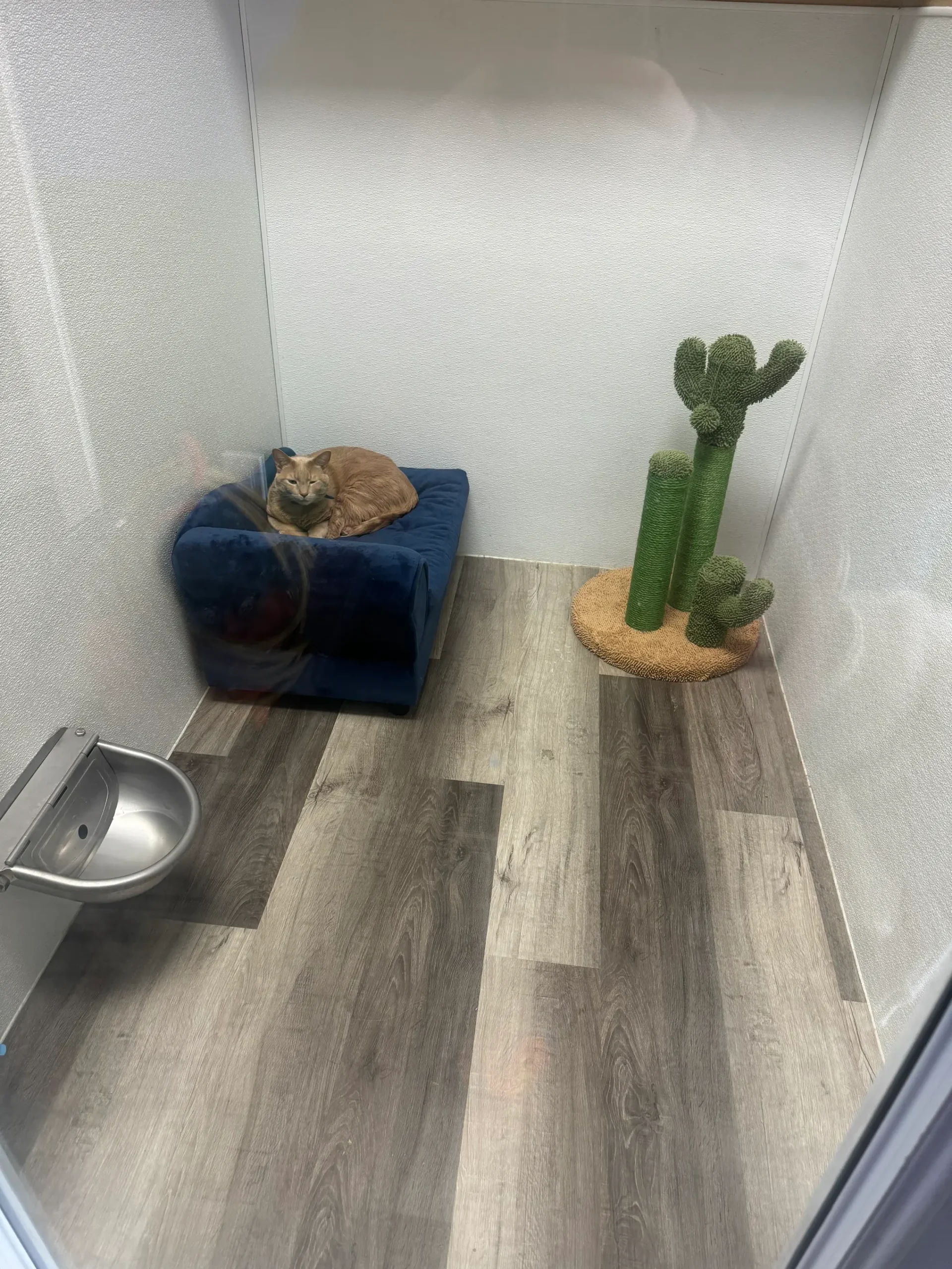 Cat in Private Suite Room in Ahwatukee AZ - Paws With Claws Pet Spa & Resort
