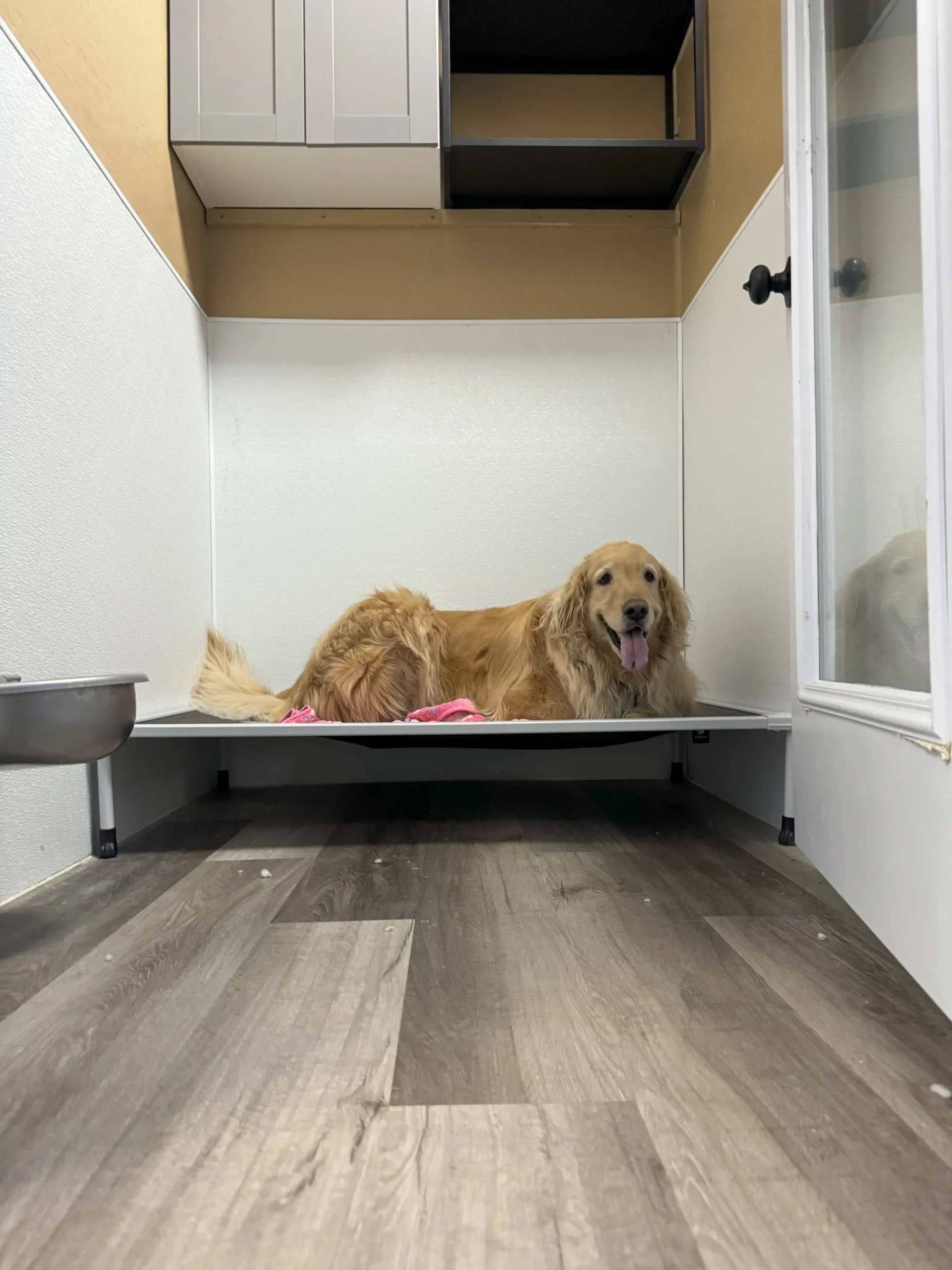 Dog in Standard Suite Room - Phoenix, AZ - Paws with Claws Pet Spa & Resort