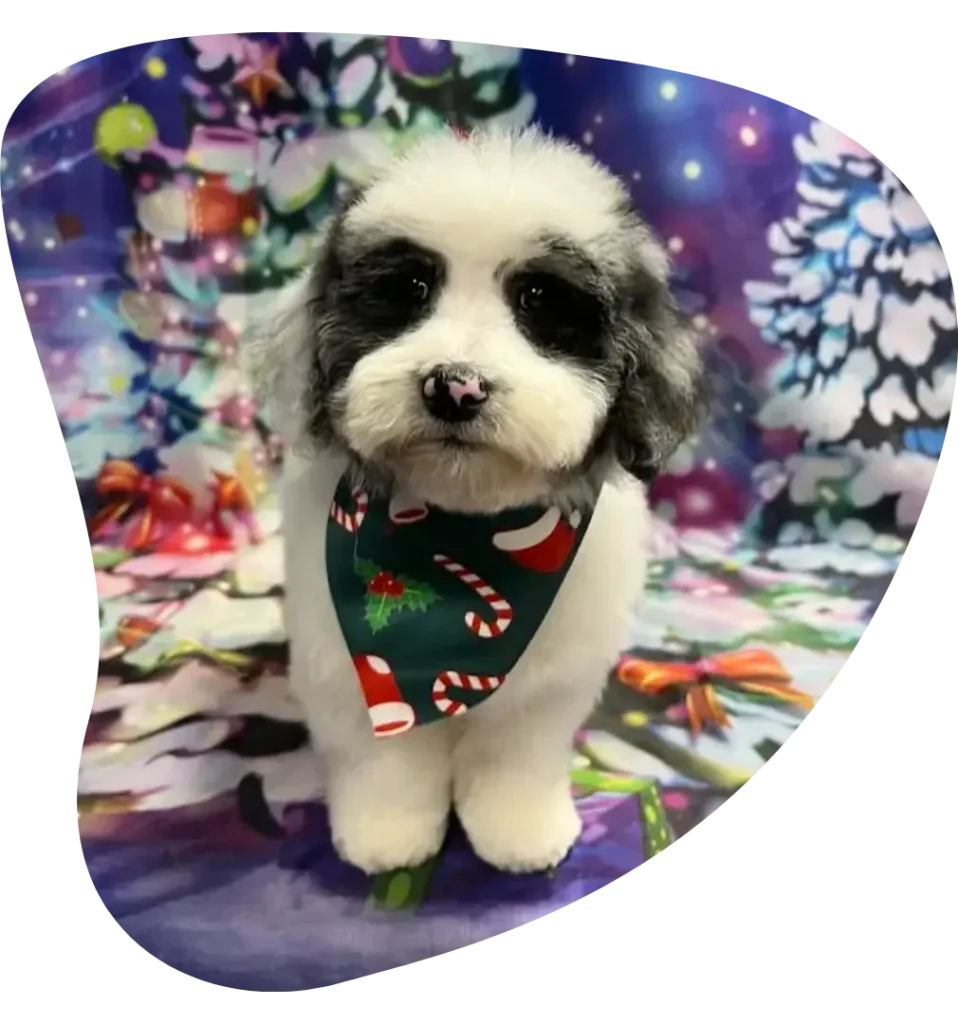 Cute Panda Look Dog in Ahwatukee AZ - Paws With Claws Pet Spa & Resort