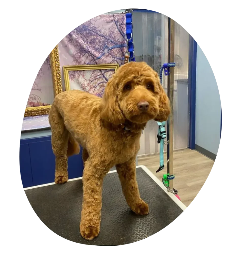Freshly Groomed Poodle in Ahwatukee AZ - Paws With Claws Pet Spa & Resort