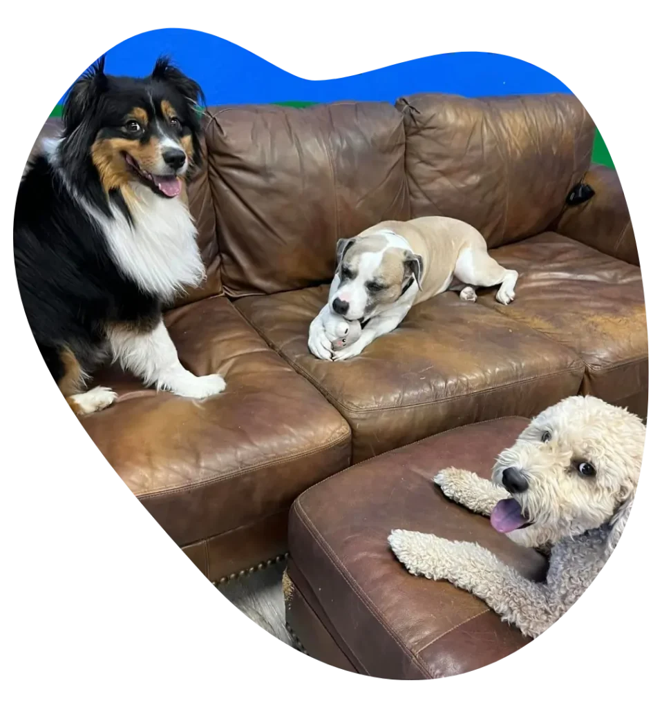 Three Dogs in a Couch in Ahwatukee AZ - Paws With Claws Pet Spa & Resort
