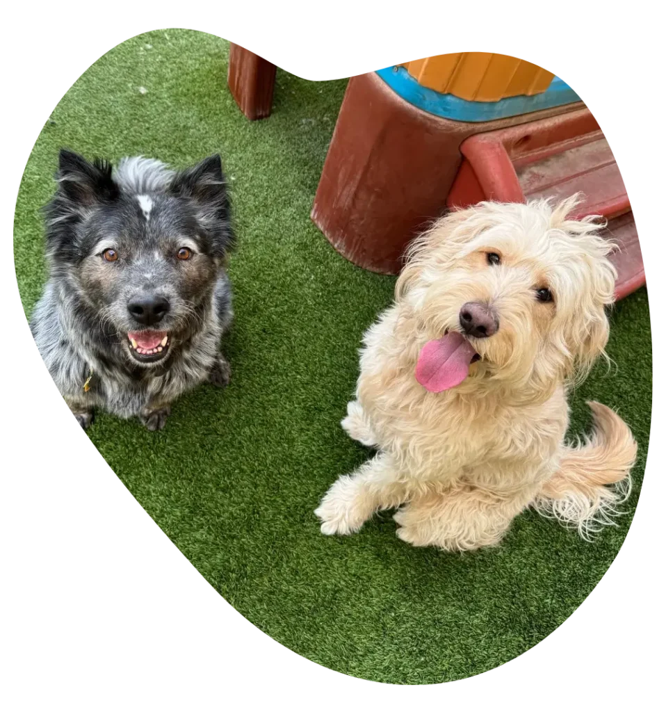 Two Happy Dog in Dog Daycare in Ahwatukee AZ - Paws With Claws Pet Spa & Resort