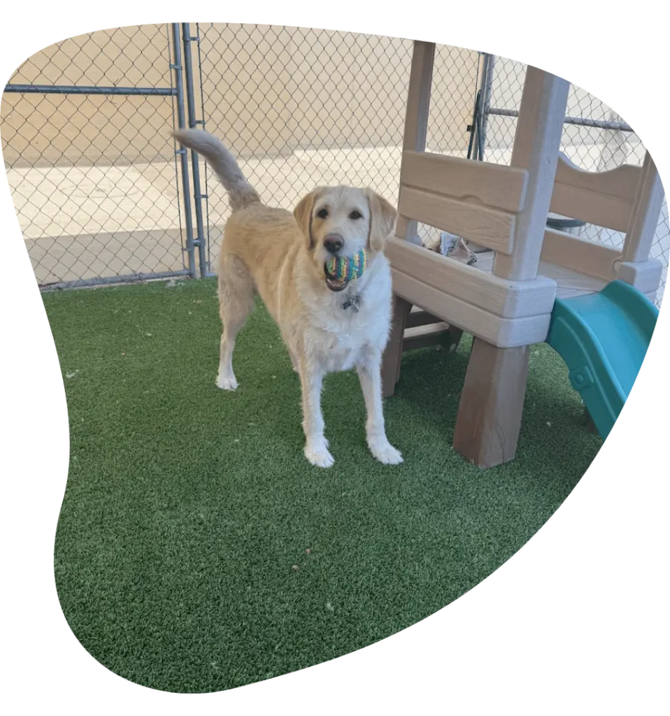 Labrador Playing Toy Ball in Ahwatukee AZ - Paws With Claws Pet Spa & Resort