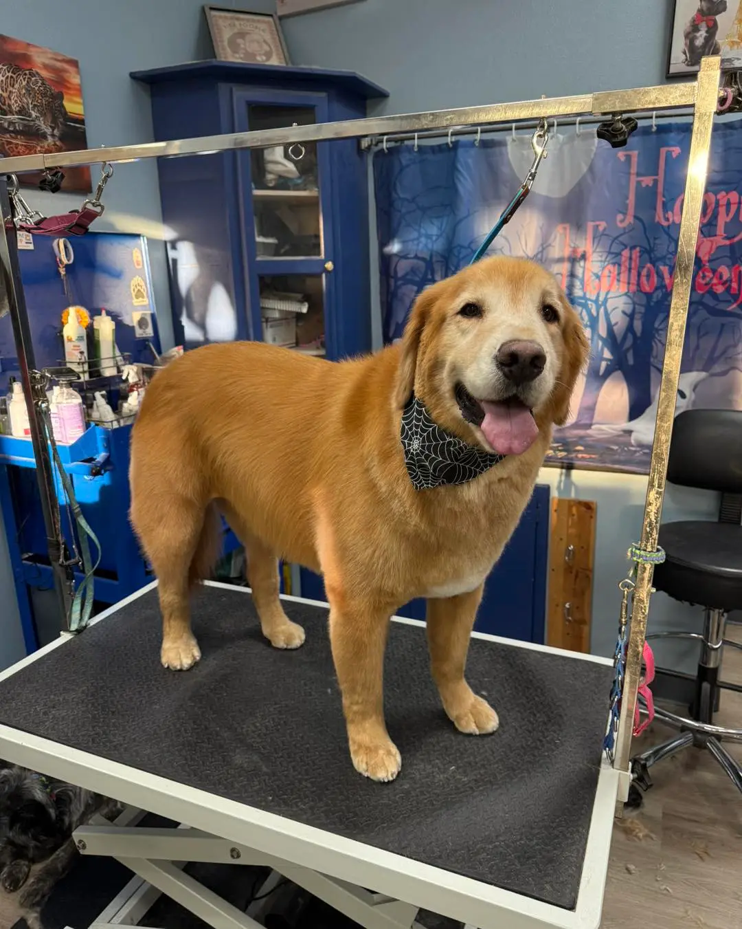 Happy Dog with a Freshly Groomed Haircut in Ahwatukee AZ - Paws With Claws Pet Spa & Resort