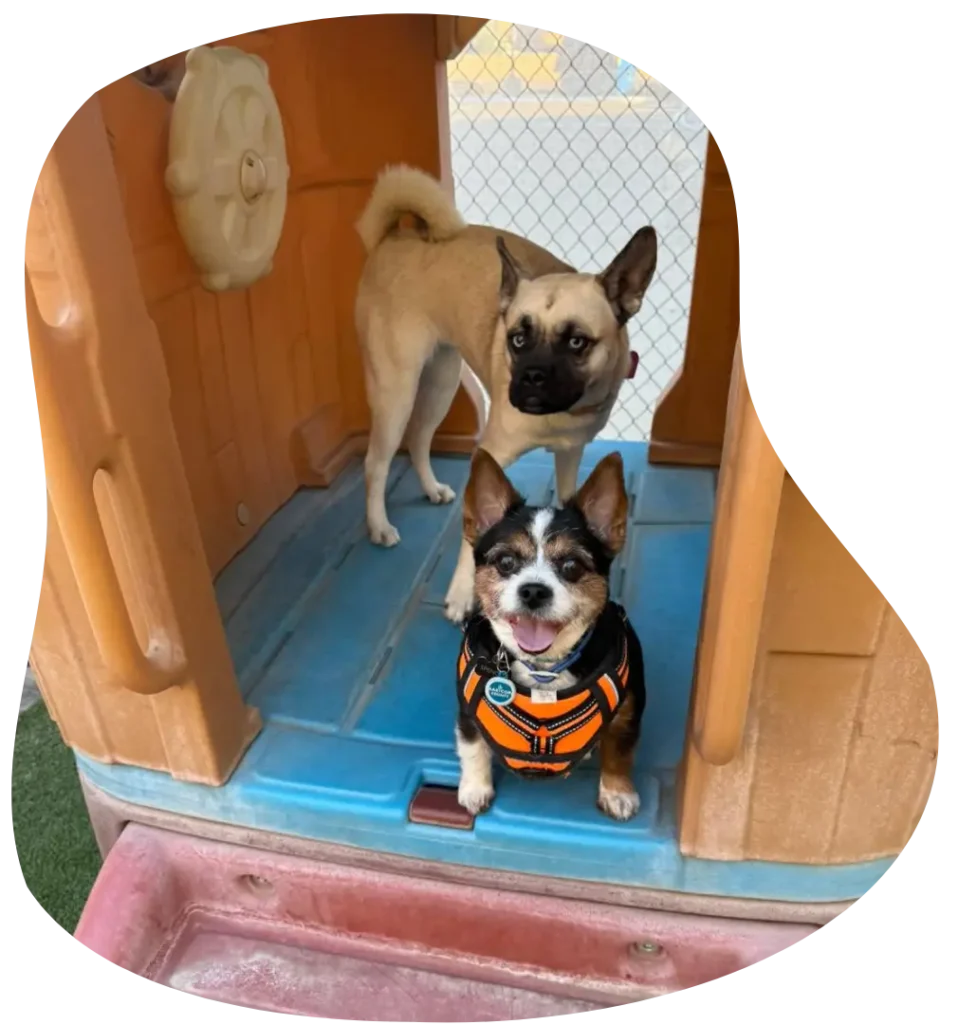 Dogs at Daycare in Ahwatukee AZ - Paws With Claws Pet Spa & Resort