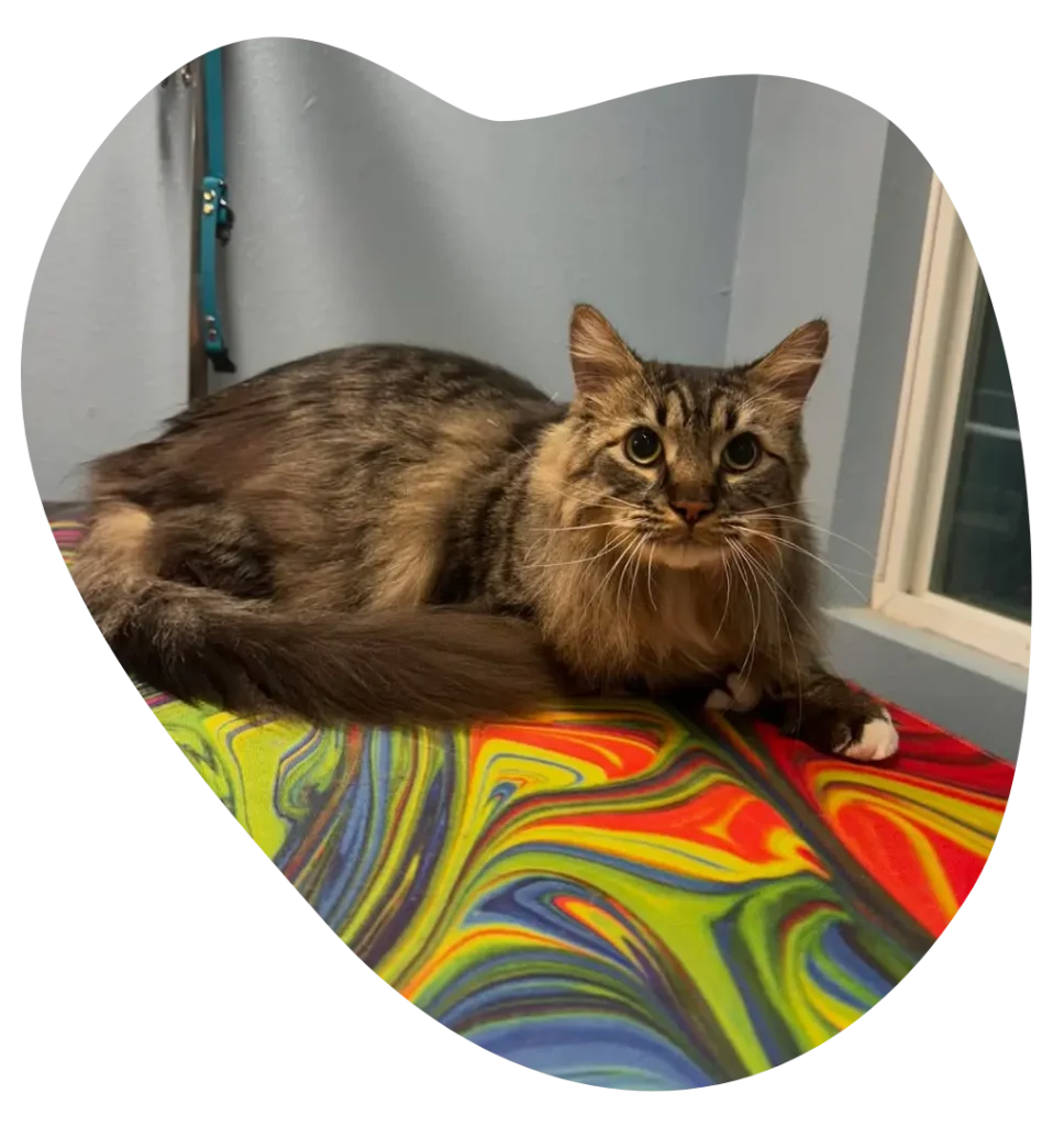 Cute Small Cat in Ahwatukee AZ - Paws With Claws Pet Spa & Resort