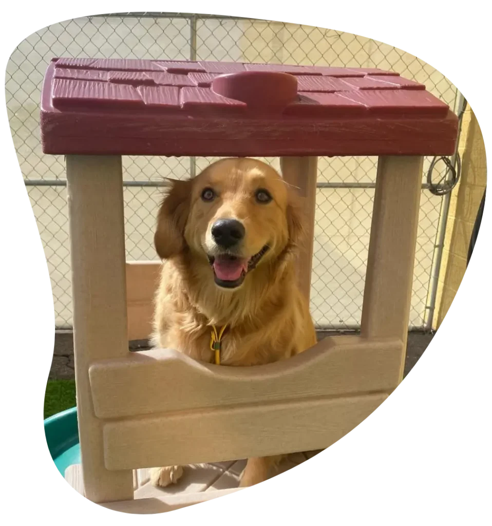 Happy Dog in Playground - Phoenix, AZ - Paws with Claws Pet Spa & Resort