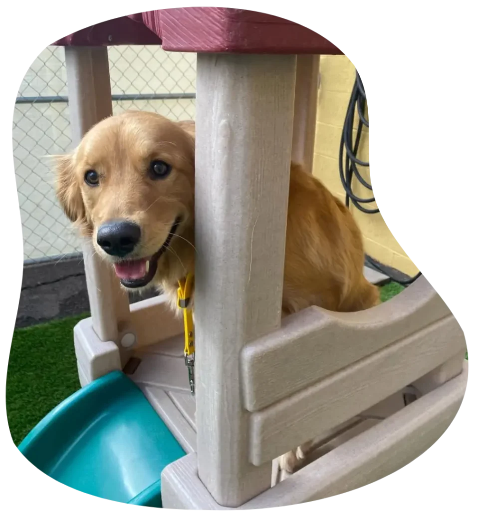 Happy Dog on a Slide- Phoenix, AZ - Paws with Claws Pet Spa & Resort