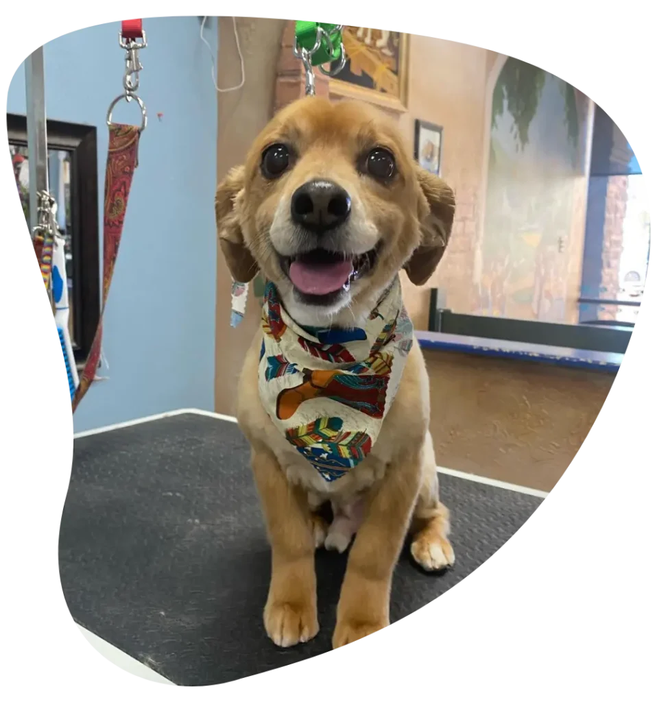 Happy Dog after a Fresh Groom in Ahwatukee AZ - Paws With Claws Pet Spa & Resort