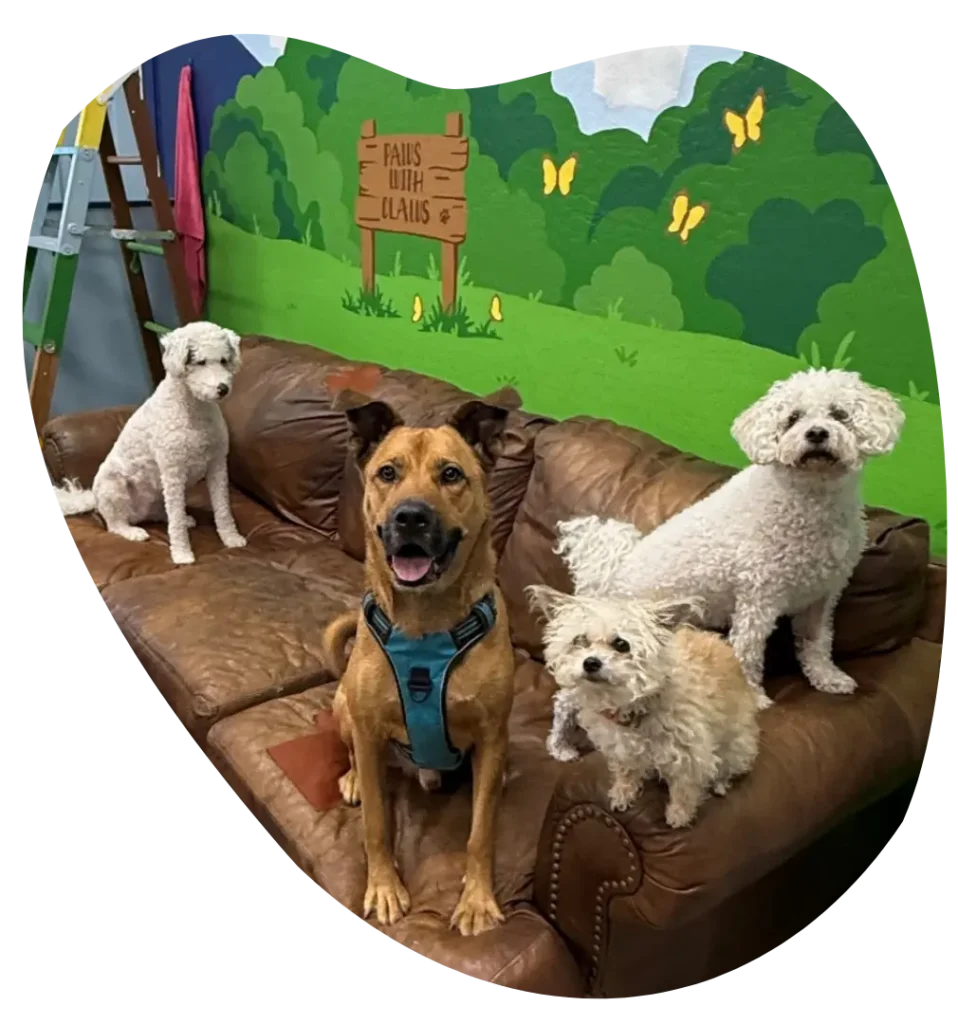 Doggie at Daycare Sofa in Ahwatukee AZ - Paws With Claws Pet Spa & Resort