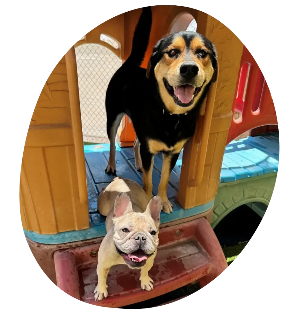 Dogs at Daycare Playgrond in Ahwatukee AZ - Paws With Claws Pet Spa & Resort