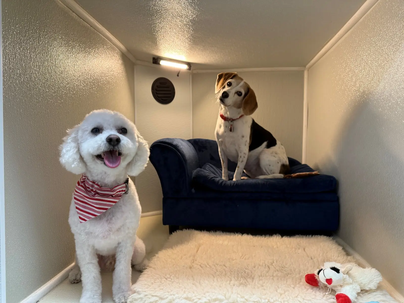 Two Small Dogs in Small Dog Suite in Ahwatukee AZ - Paws with Claws Pet Spa & Resort